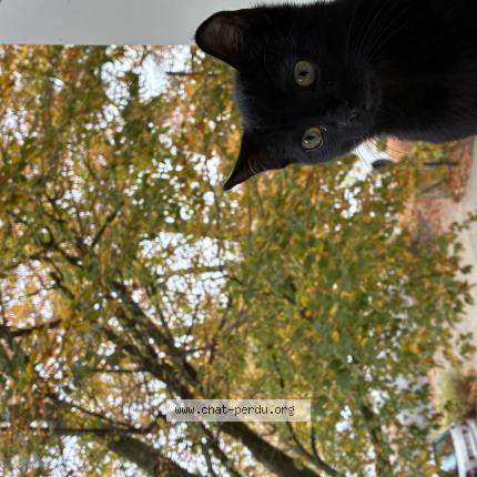 Foto 1/1 razmo Chat perdido en Chantilly