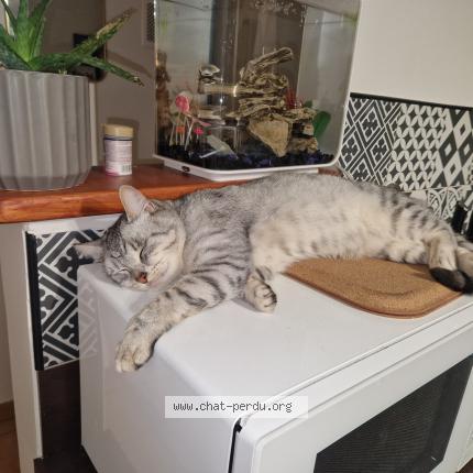 Foto 1/1 Nuage Chat perdido en Venansault