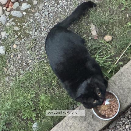 Foto 1/1 Gato encontrado Encontrado en Coventry