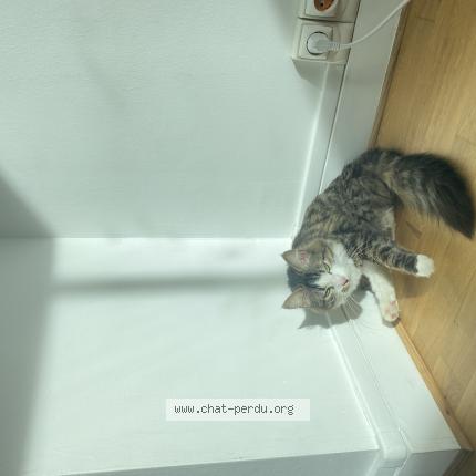 Foto 1/1 Blum Chat perdido en Marly le roi