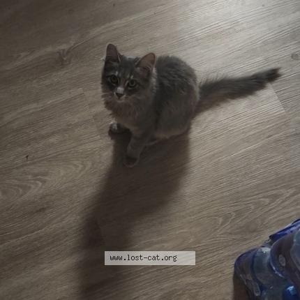 Foto 1/1 Ciaran Chat perdido en Phoenix