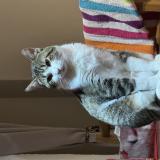 Foto del gato perdido en Savigny Le Temple