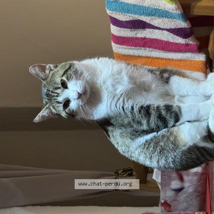 Foto 1/1 Hawk Chat perdido en Savigny le temple