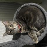 Foto del gato perdido en Bourges