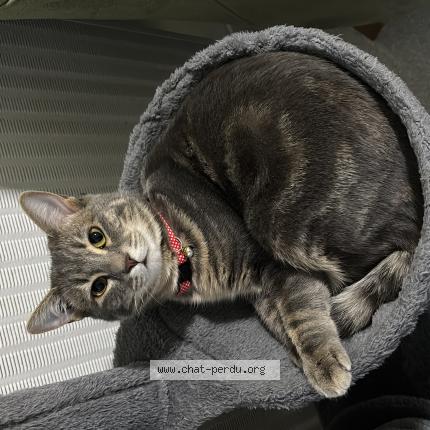 Foto 1/1 Mimi Chat perdido en Bourges