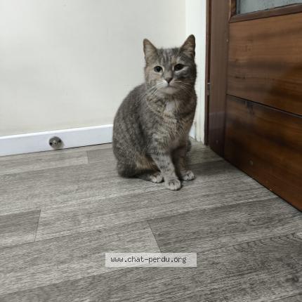 Foto 1/1 Gato encontrado Encontrado en Argenteuil