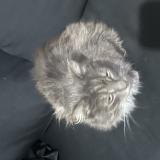 Foto de gato encontrado en Chelles