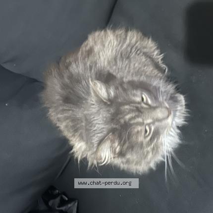 Foto 1/1 Gato encontrado Encontrado en Chelles