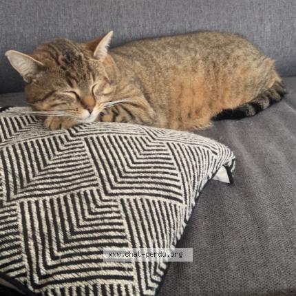 Foto 1/1 Tigrou Chat perdido en Noailles