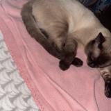 Foto del gato perdido en Marcq En Baroel