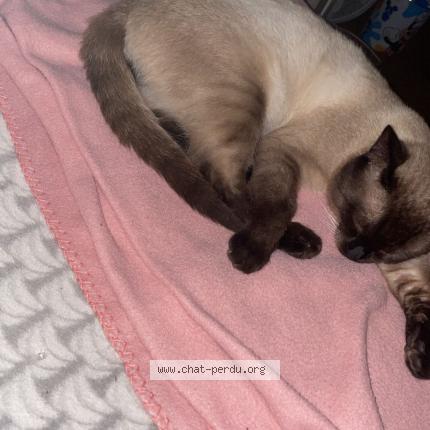 Foto 1/1 Symba Chat perdido en Marcq en baroel