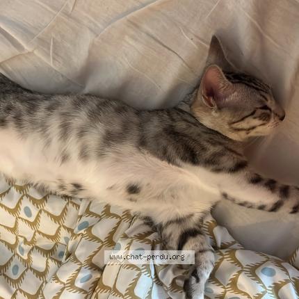 Foto 1/1 Kaki Chat perdido en La ville du bois