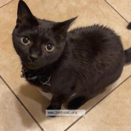 Foto 1/1 Bonnie Chat perdido en Lynn