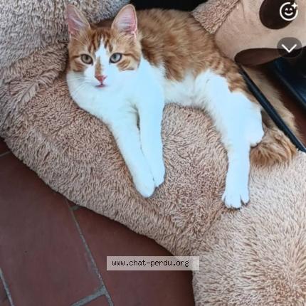 Foto 1/1 Pickatchu Chat perdido en Perpignan