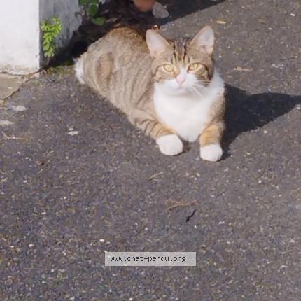 Foto 1/1 Gato encontrado Encontrado en Stains