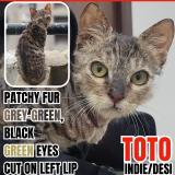 Foto del gato perdido en Greater Noida