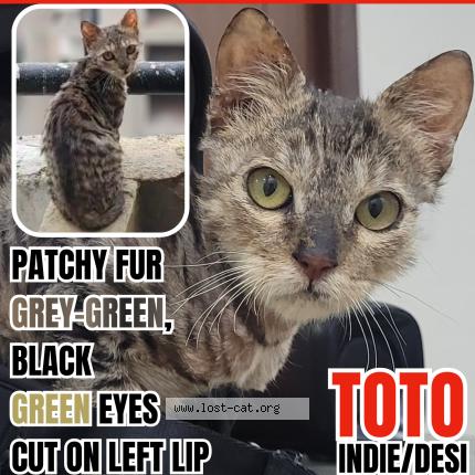 Foto 1/1 Toto Chat perdido en Greater noida