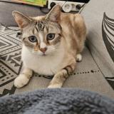 Foto del gato perdido en Orange