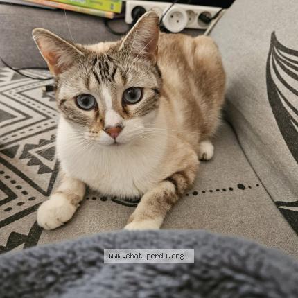 Foto 1/1 Anakin Chat perdido en Orange