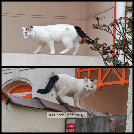 Foto 1/1 Gato encontrado Encontrado en Bordeaux