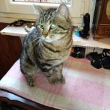 Foto del gato perdido en Gurcy Le Chatel