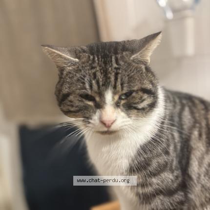 Foto 1/1 Udson Chat perdido en Le poire sur vie