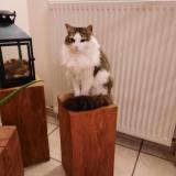 Foto del gato perdido en Baudemont