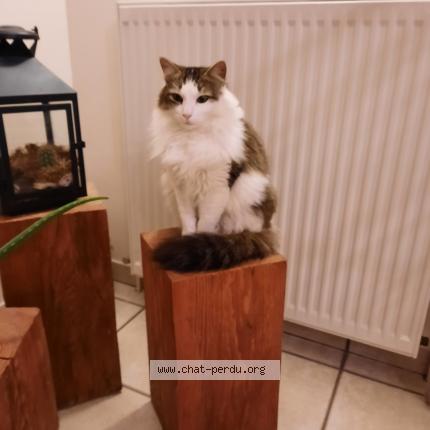 Foto 1/1 Isabelle Augay Chat perdido en Baudemont