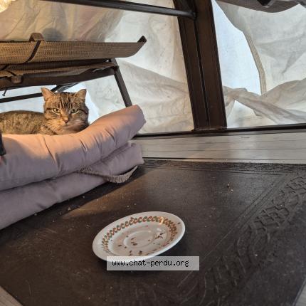 Foto 1/1 Gato encontrado Encontrado en Gatineau