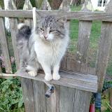 Foto de gato encontrado en Fauillet