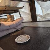 Foto de gato encontrado en Gatineau