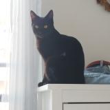 Foto del gato perdido en Marseille