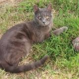 Foto del gato perdido en Pipriac