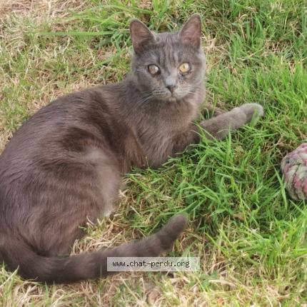 Foto 1/1 Kiki Chat perdido en Pipriac