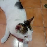 Foto de gato encontrado en Lima