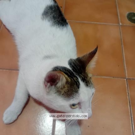 Foto 1/1 Gato encontrado Encontrado en Lima