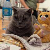 Foto del gato perdido en Le Cres