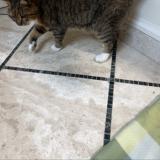 Foto del gato perdido en Palm Coast