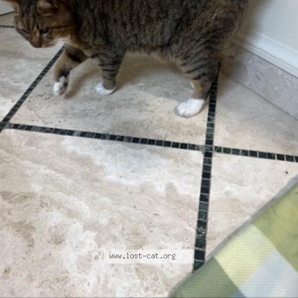 Foto 1/1 Meow Meow Chat perdido en Palm coast