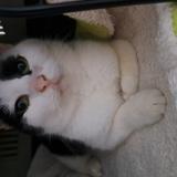 Foto de gato encontrado en Dreffeac