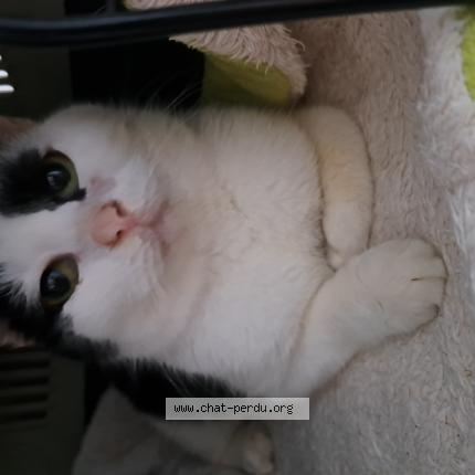 Foto 1/1 Gato encontrado Encontrado en Dreffeac