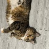 Foto del gato perdido en Sevran