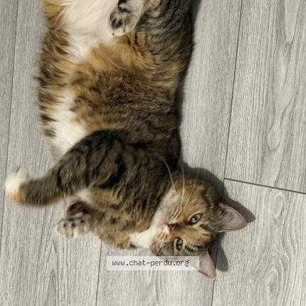 Foto 1/1 Mina Chat perdido en Sevran