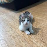 Foto del gato perdido en Chalons En Champagne