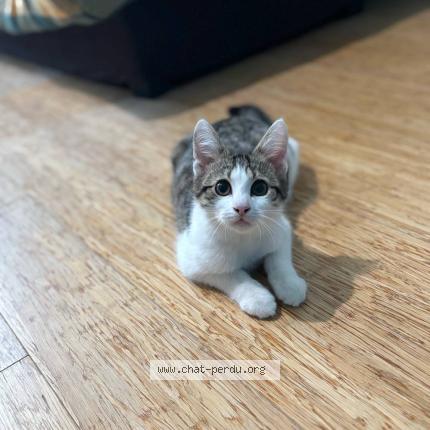 Foto 1/1 Meerus Chat perdido en Chalons en champagne