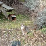 Foto de gato encontrado en Roubaix 59100