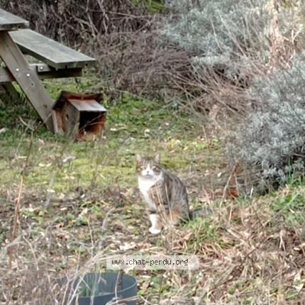Foto 1/1 Gato encontrado Encontrado en Roubaix 59100