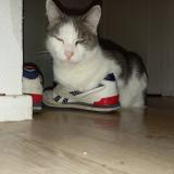 Foto del gato perdido en Paimboeuf