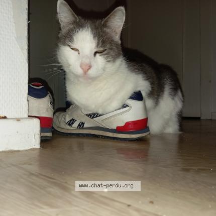 Foto 1/1 noki Chat perdido en Paimboeuf