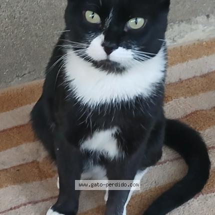 Foto 1/1 Simba Chat perdido en Cabanillas del bernesga